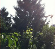 Sapin &agrave; abattre