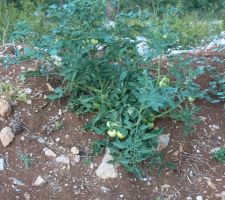 Un plan de tomate arrivé tout seul !!