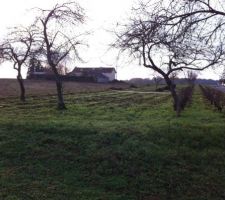 Apr&egrave;s arrachage des vignes