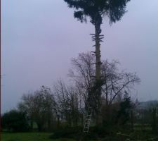 Abattage des arbres
