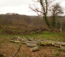 Nettoyage du terrain, il y a du boulot!!!