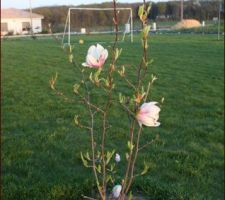 Magnolia de Soulange qui donne déjà des fleurs