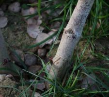 Bourgeons à la base de l'eucalyptus qui reprend à sa souche