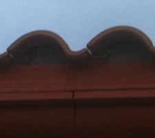 Tuiles apres pluies