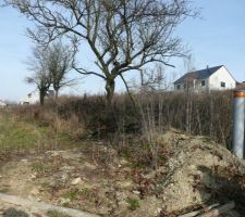 Vue du bas du terrain. Les 3 arbres font partis du lot mais devrons etre abatus pour la construction.