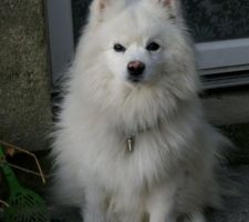 Bonjour je suis Simba le roi ! J'ai 11 ans et je garde la maison. Je suis un Spitz Japonais. Vivement la nouvelle maison !