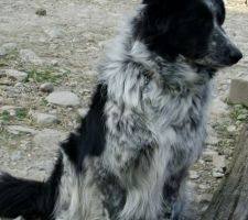 Bonjour, je suis Lola et j'ai 5 ans. Je suis croisée Border Collie et Beauceron. Je suis très grande et je garde la maison. Je fais peur aux oiseaux et aux chats avec ma grosse voix.