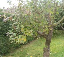 Arbres &agrave; couper