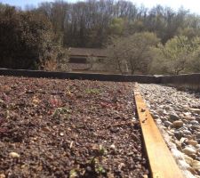 Vegetalisation de la toiture de l'abris de jardin terminée