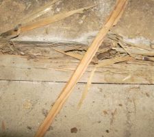 Les ravages des termites dans le solivage du plancher du RDC : rien à conserver, même la dalle béton est HS, c'est la surprise du jour !