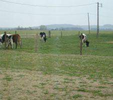 Nos tondeuses écologiques : les vaches du petit cousin !  15/04