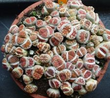 Lithops