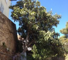 Le n&eacute;flier qu'on a abbatut