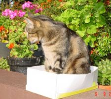 Photo de notre chat Lulu...