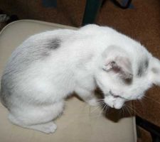 Le chat aime le charbon..grrrrrrr