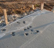 Nos amies les b&ecirc;tes... heureusement ce n'est que la terrasse