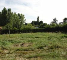 Après nettoyage des souches