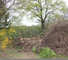 &ccedil;a coupe, &ccedil;a dessouche...