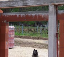 Même le chien observe les travaux