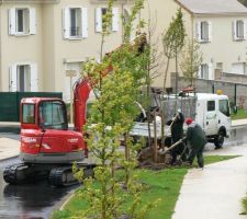 Dans le lotissement, 1 arbre n'a pas résisté à l'hiver. Il est arraché et remplacé sans ménagement.