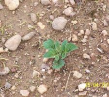 Premi&egrave;re pomme de terre