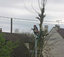Le beau-fr&egrave;re perch&eacute; dans l'arbre