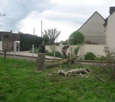 La d&eacute;coupe du tronc d'arbre