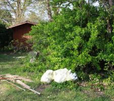 Avant d&eacute;forestation