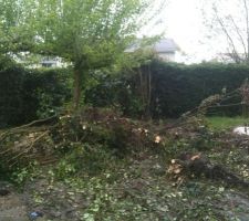 Ciao ciao troens, &agrave; la mini pelle 
Puis grosses souches compliqu&eacute;es &agrave; virer, merci Franck pour ta tron&ccedil;onneuse et ton envie !