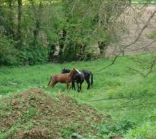 Les chevaux sont revenus !!