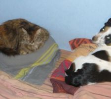 Surpopulation
