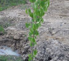 1er arbre découvert sur le terrain....