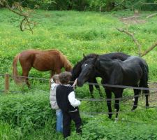 Quel plaisir d'avoir des chevaux au bout de son jardin.