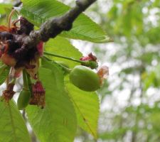 Les fruits commencent à pousser, c'est bientôt le temps des cerises ;-)