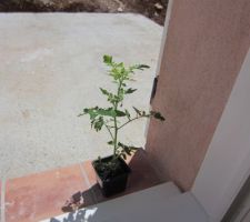 La première plante de la maison