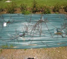 Les cotoneaster n'ont pas l'air de démarrer peut-être leur faudrait-il qqs jours de soleil ou auraient-ils souffert de la reprise