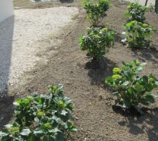 Ajout de 3 hortensias