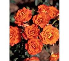 Mandarine Symphonie rosier miniature