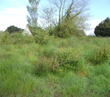 Encore les broussailles (et on a un arbre en prime...)