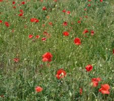 La rue des coquelicots