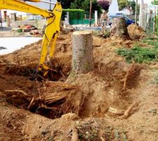 19 août 2011 ===> DESSOUCHAGE des 2 grands arbres situés dans le futur chemin d'accès