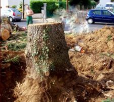 19 août 2011 ===> DESSOUCHAGE des 2 grands arbres situés dans le futur chemin d'accès
