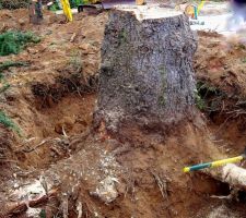 19 août 2011 ===> DESSOUCHAGE des 2 grands arbres situés dans le futur chemin d'accès
