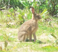 Tranquillement assis dans le petit jardin, devant la maison.
Mais, pas possible d'approcher !!!