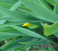 Ma première fleur d'Iris point le bout de ces pétales!!