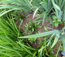 Plantes dans le deuxième bac