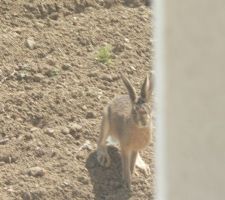 Un rôdeur dans le jardin !!!