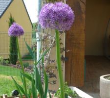 Alliums géants