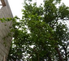 Divers arbres
