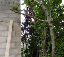 Divers arbres